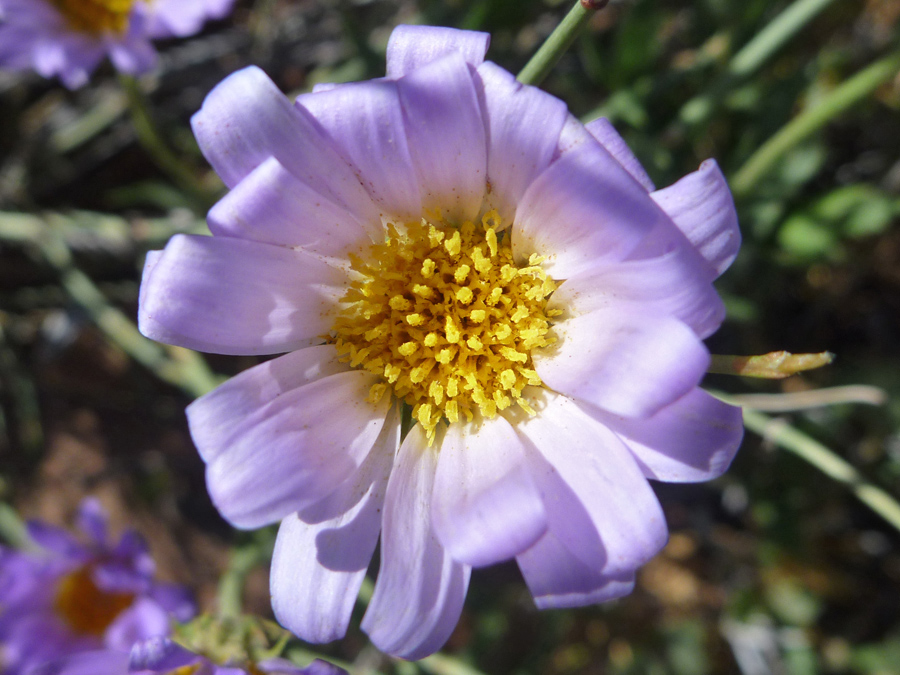 Pale purple petals