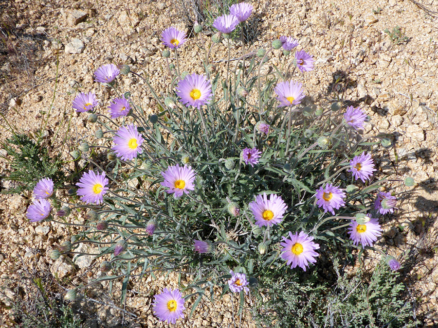 Many flowerheads