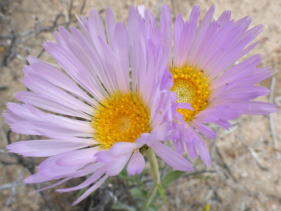 Two flowerheads