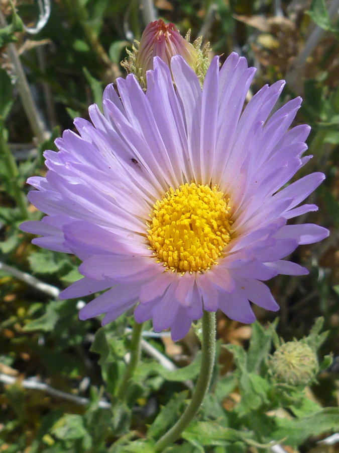 Yellow-centered flower