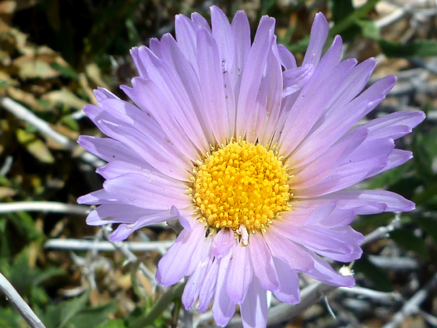 Pinkish purple petals