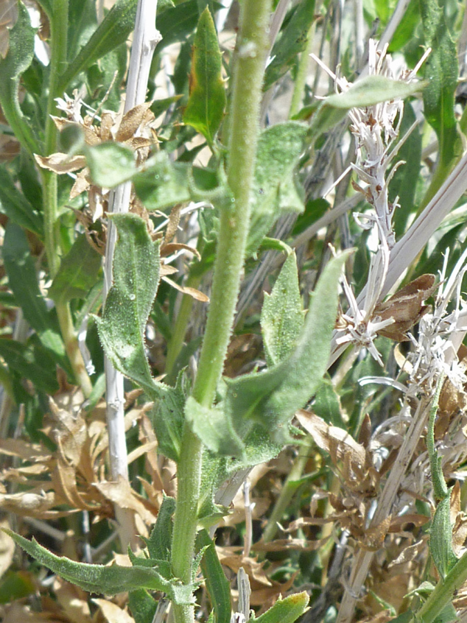 Leaves and stem