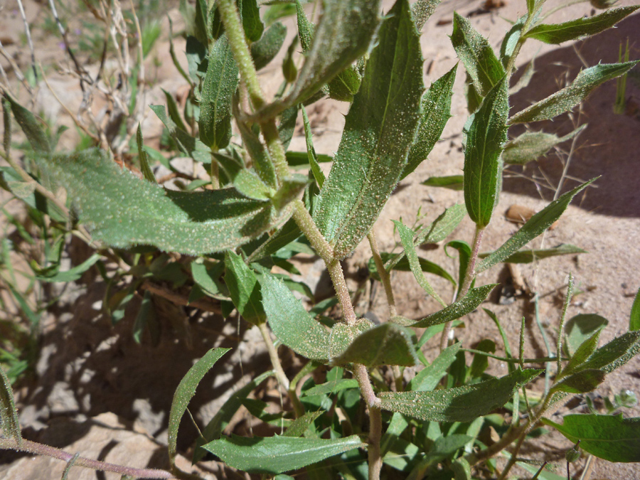 Green leaves