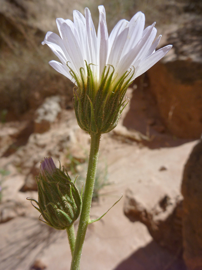 Flower and bud