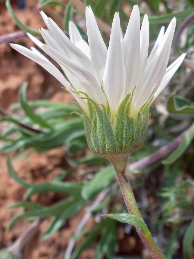 Side of a flowerhead