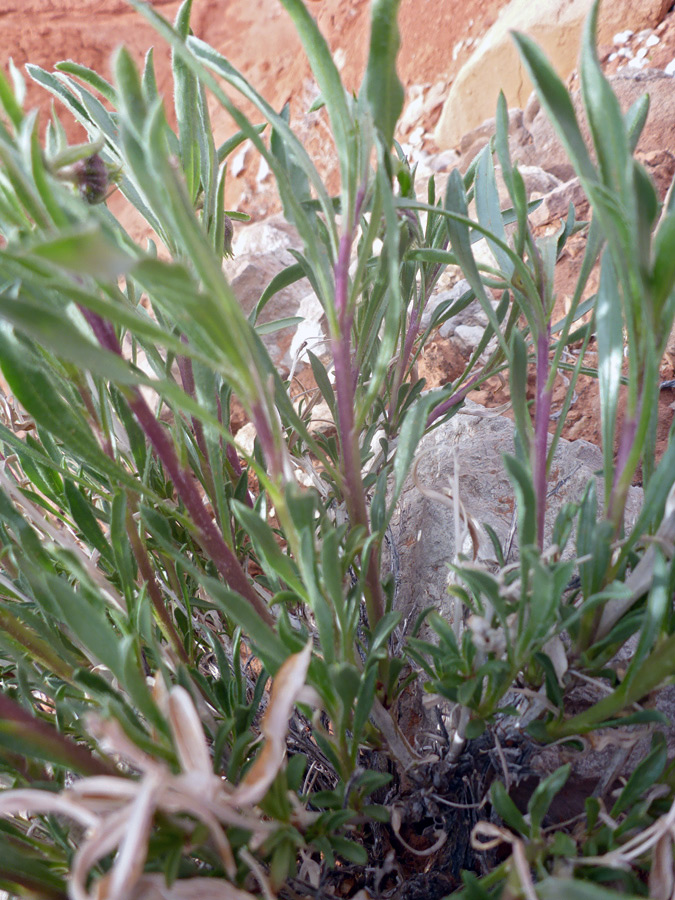 Stems and leaves