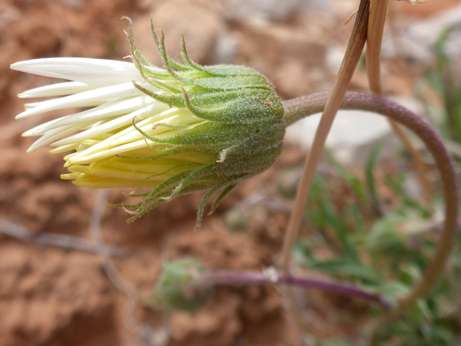 Hairy green phyllaries