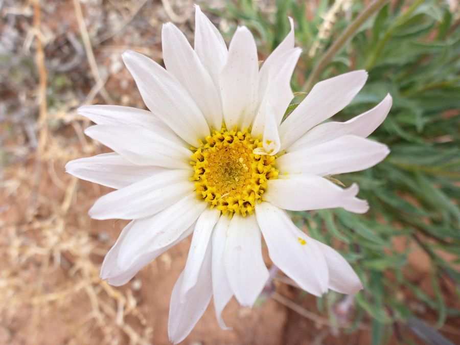 White and yellow flowerhead