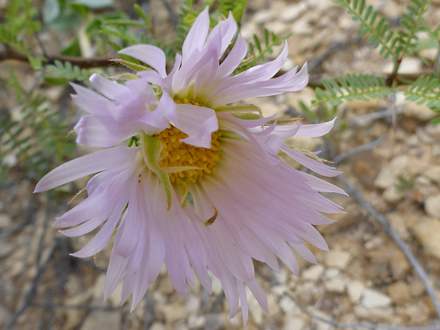 Pale pink ray florets