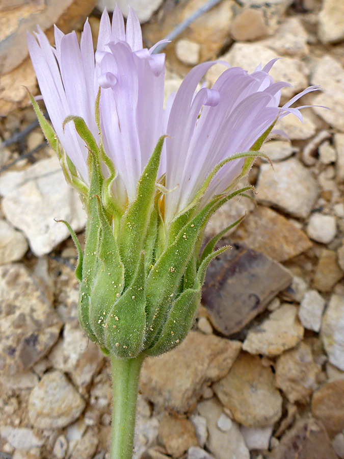 Broad green phyllaries