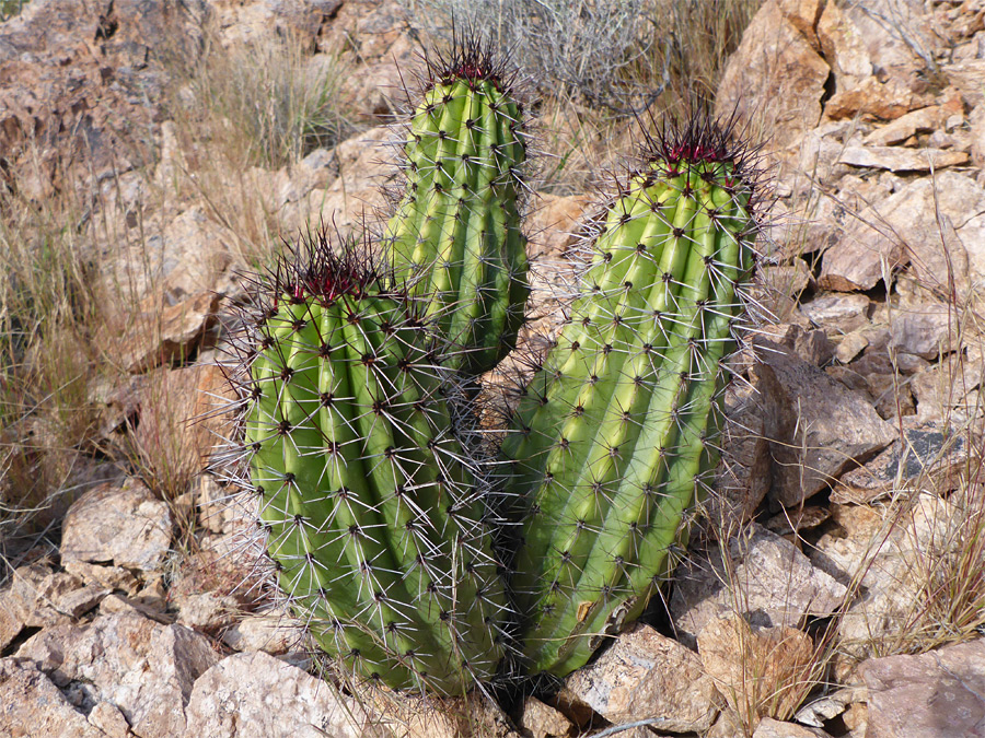 Young organ pipe