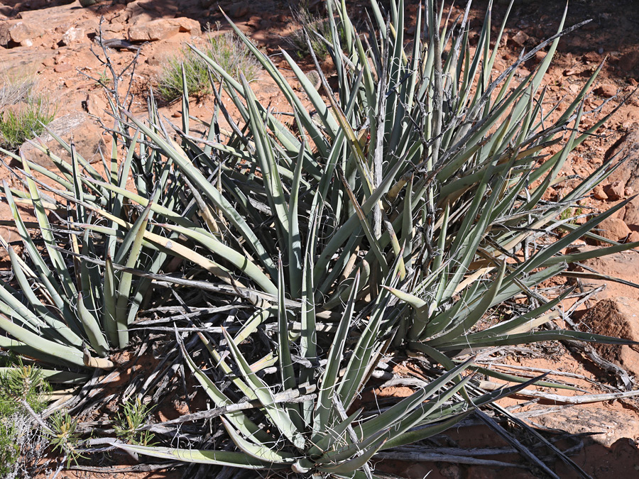 Group of plants