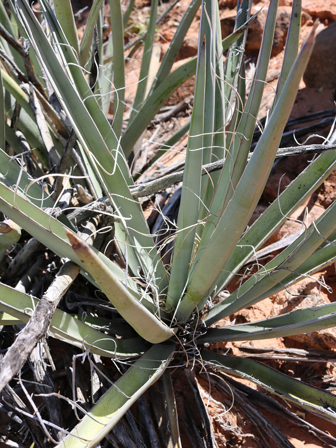 Grey-green leaves