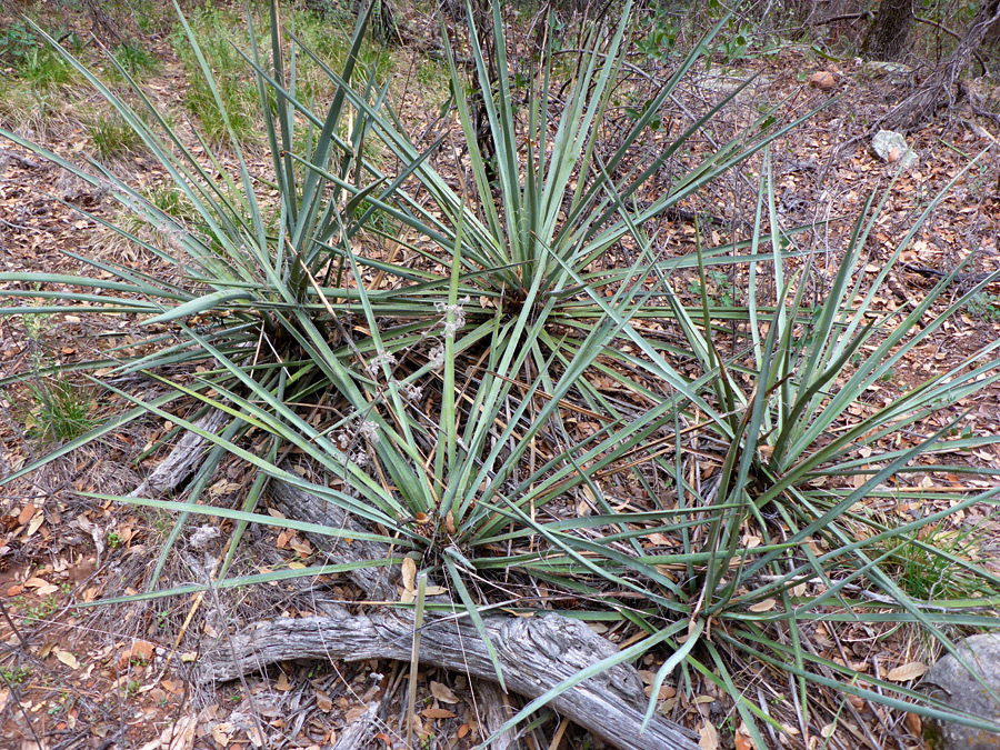 Five plants