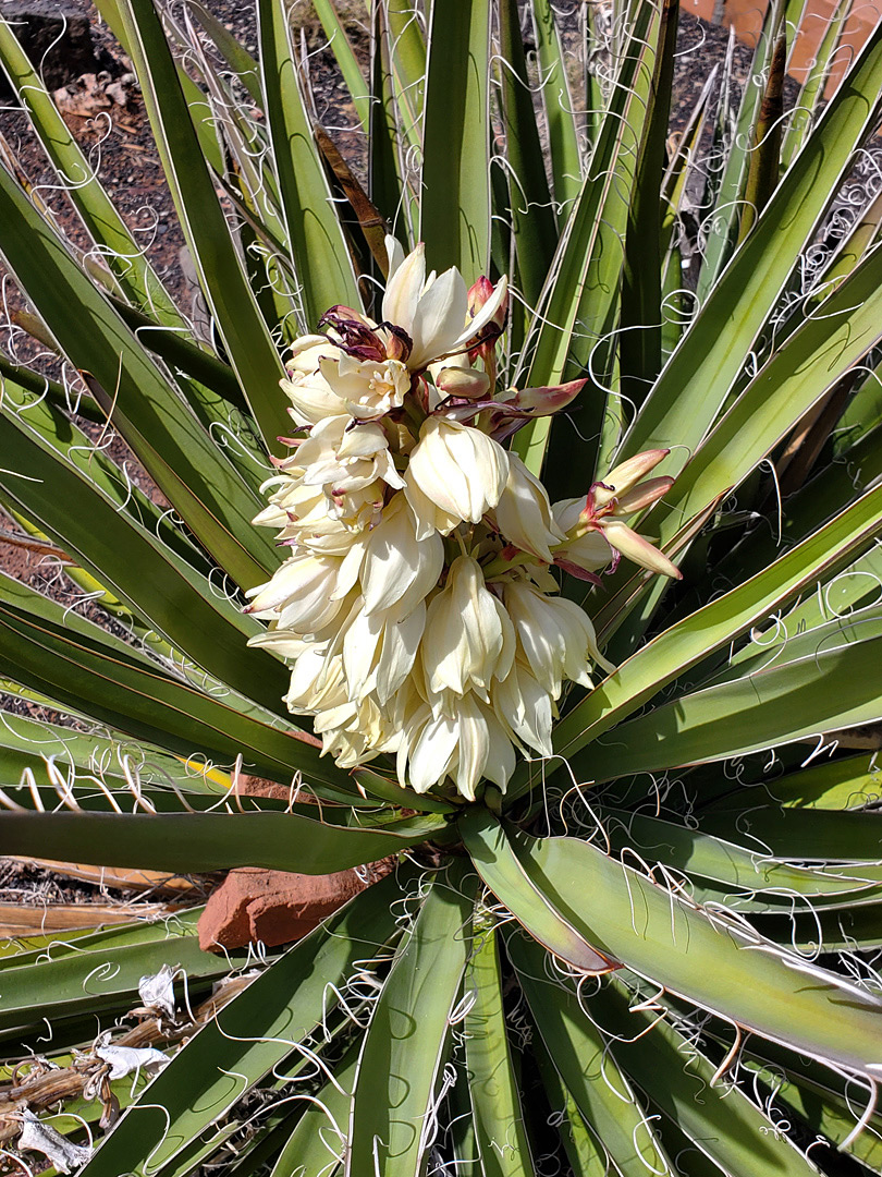 Inflorescence
