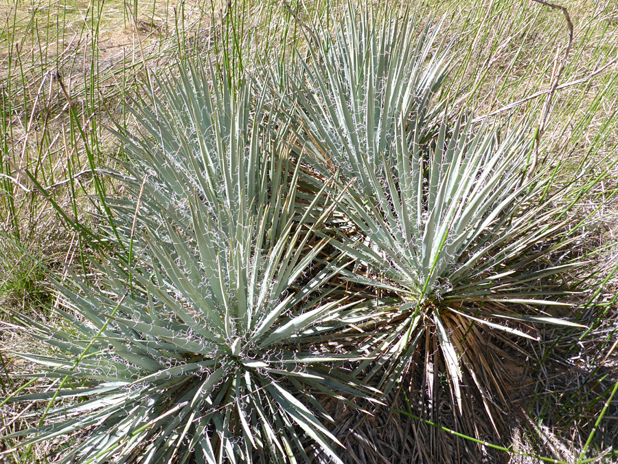 Four plants