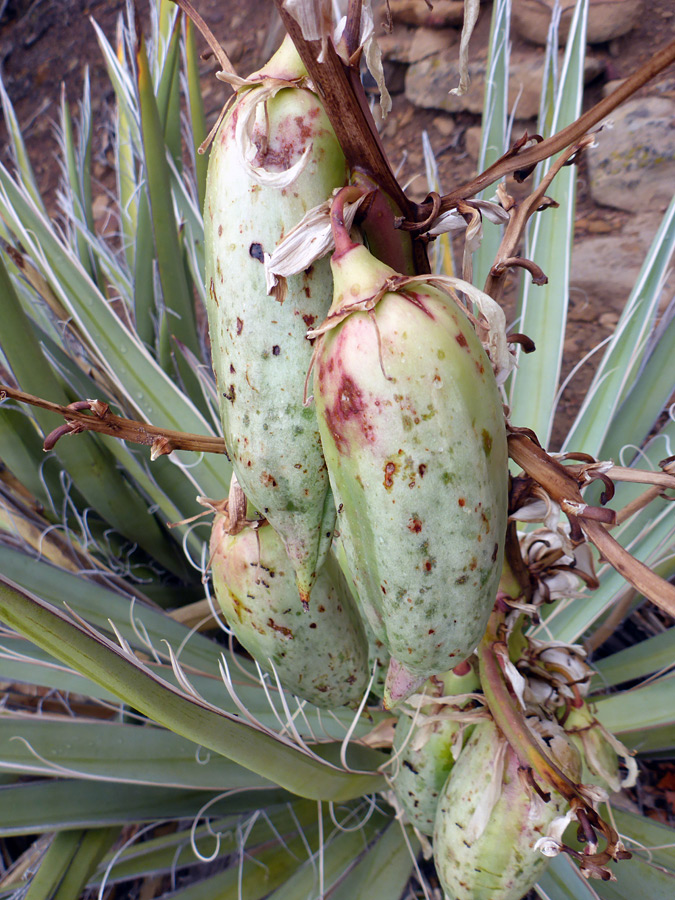 Fruits