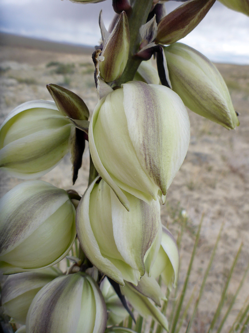 Pale yellow flowers