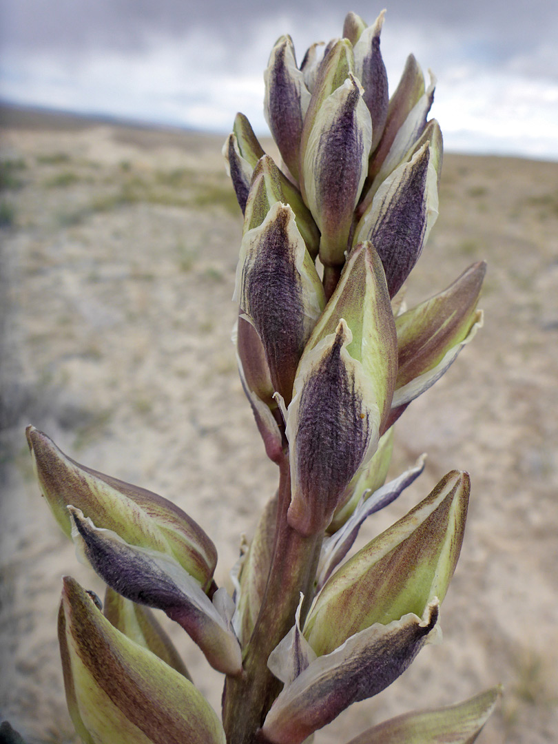 Developing inflorescence