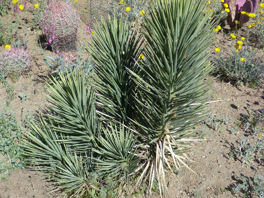 Miniature Joshua tree