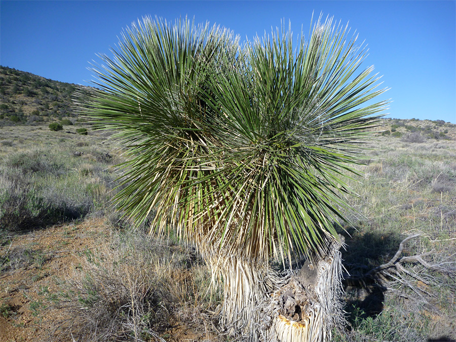 Branched plant