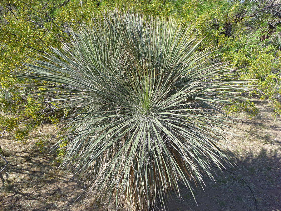 Long leaves