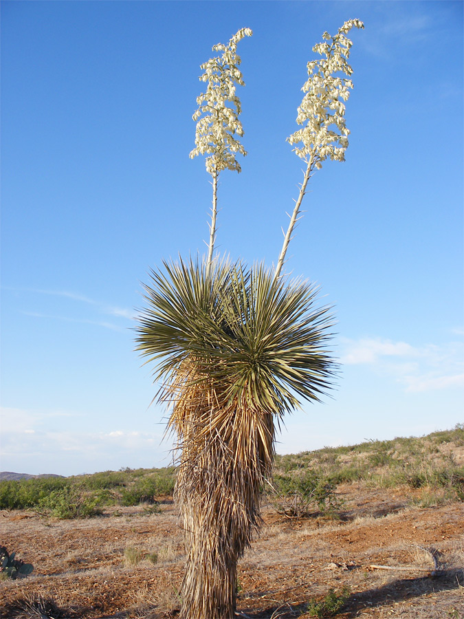 Flower stalks