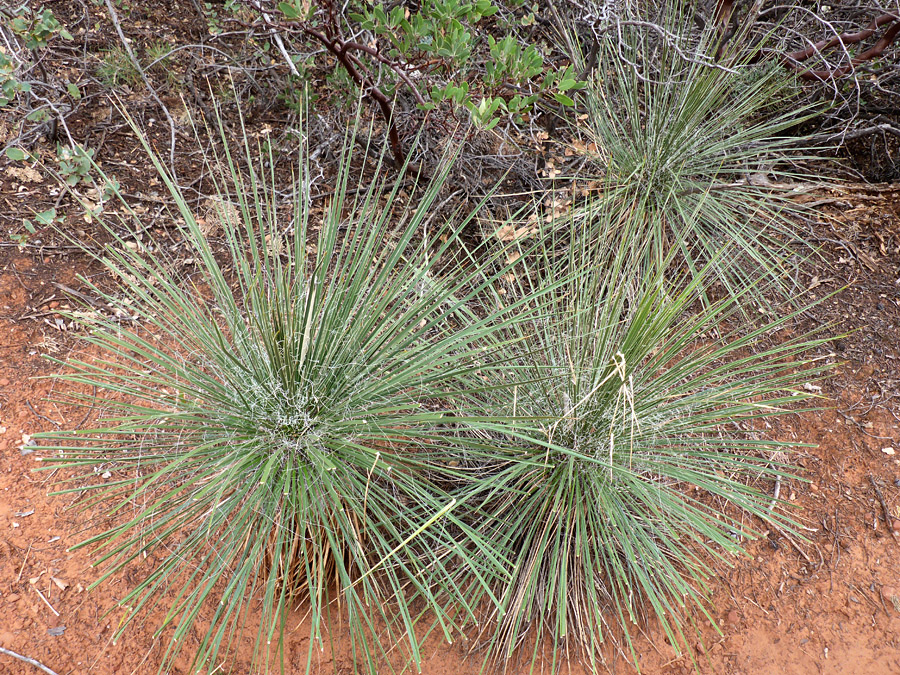 Three stems