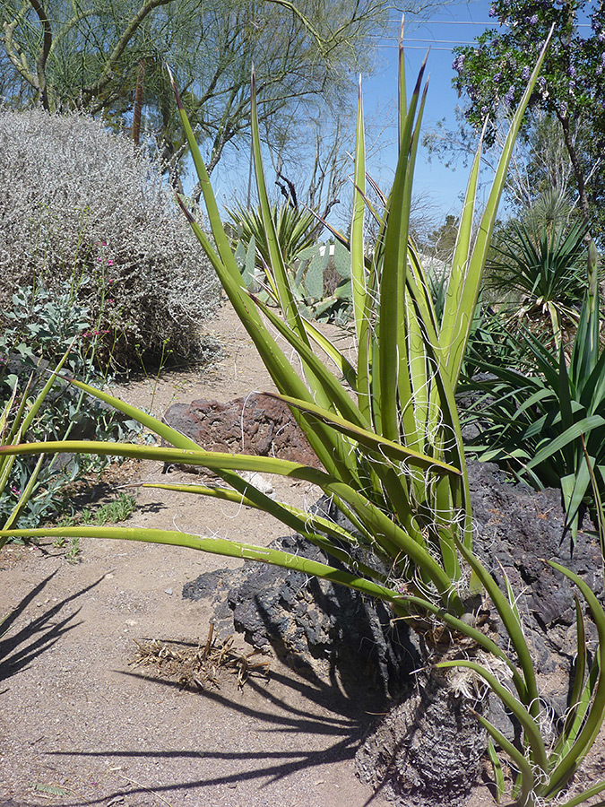 Long leaves