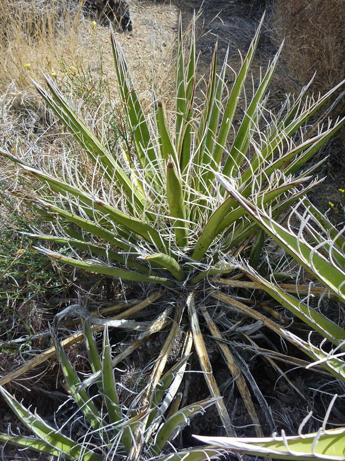 Thick leaf edge hairs