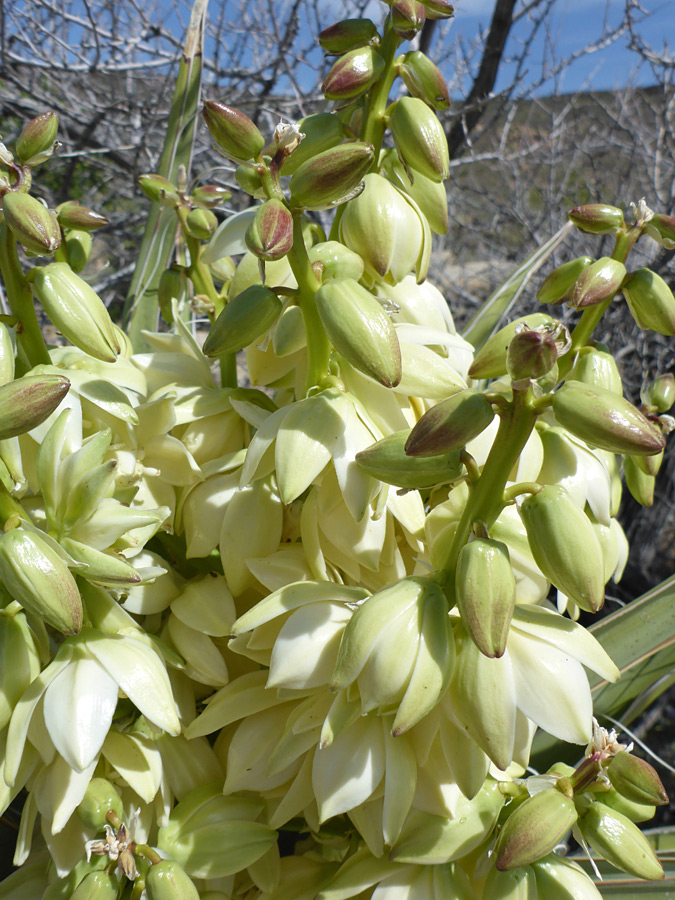 Inflorescence