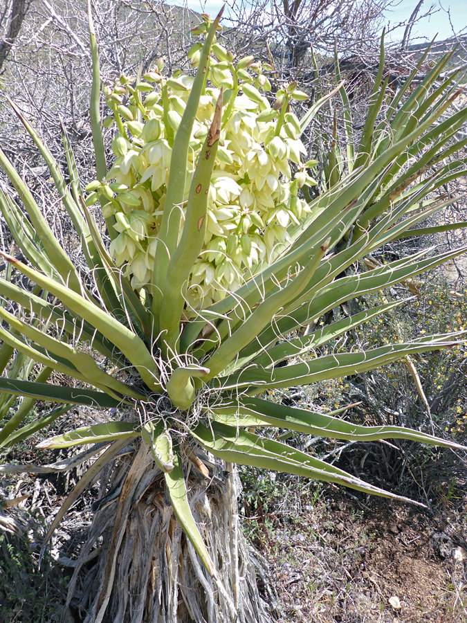 Greenish flowers