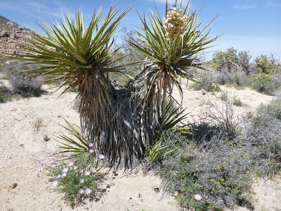 Branched stem