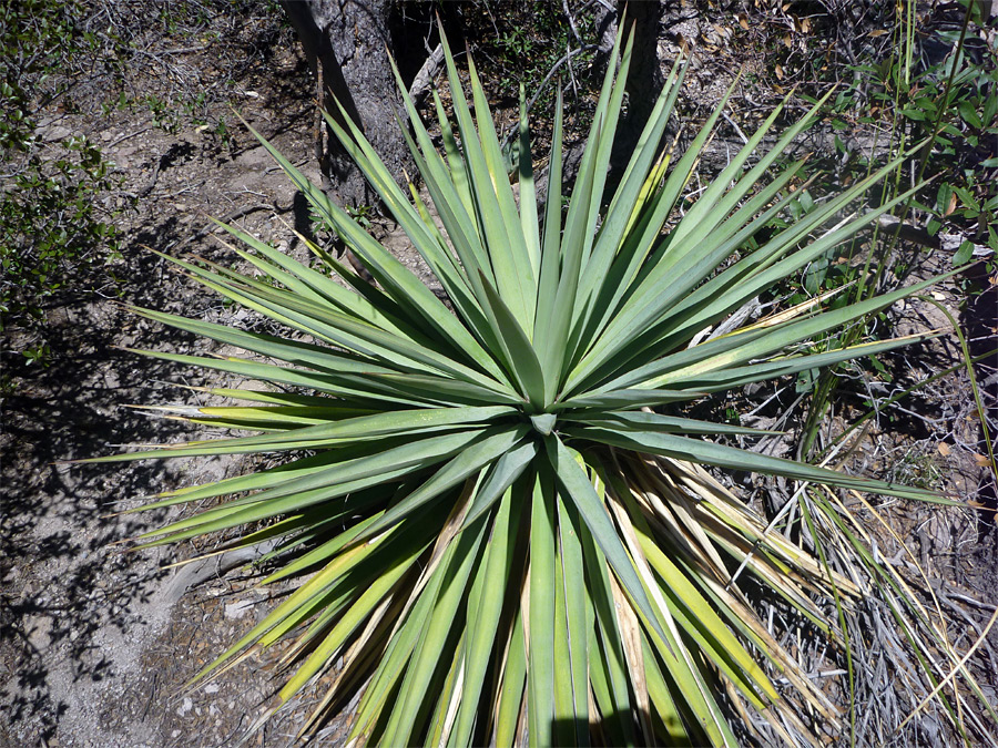 Symmetrical rosette