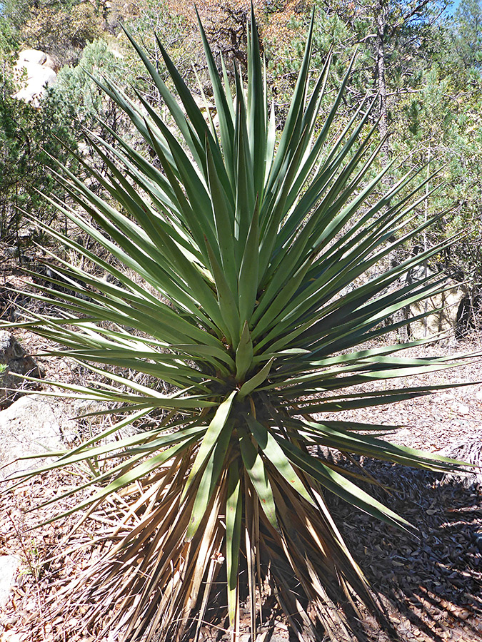 Mature plant