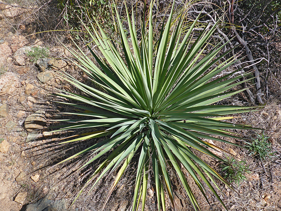 Spherical rosette