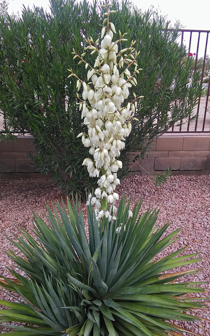 White inflorescence