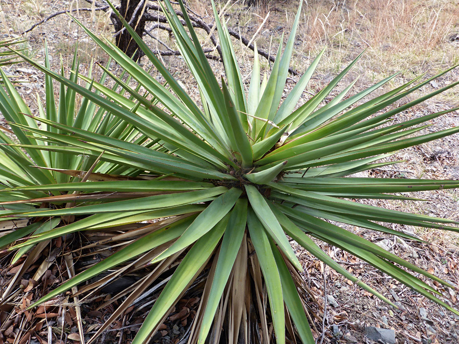 Two plants