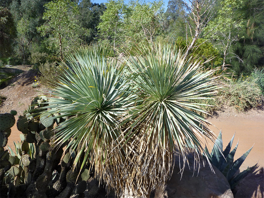 Two stem plant