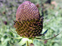 Brown flowers