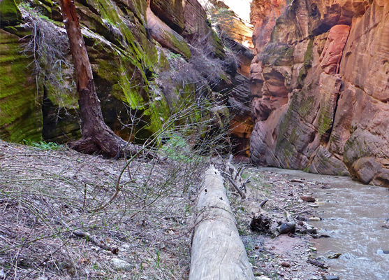 Old tree trunk in Beartrap Canyon