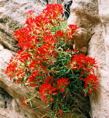 Indian paintbrush