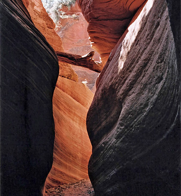 Log in the Red Canyon narrows