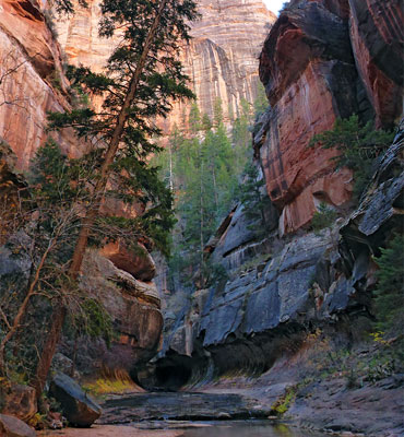 Leaning tree, Left Fork of North Creek