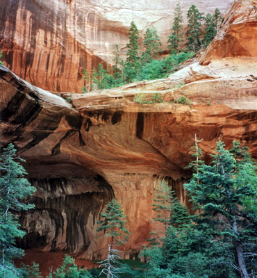 Trees and cliffs