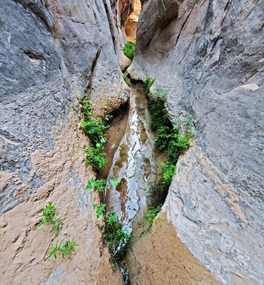 Fern-lined pool