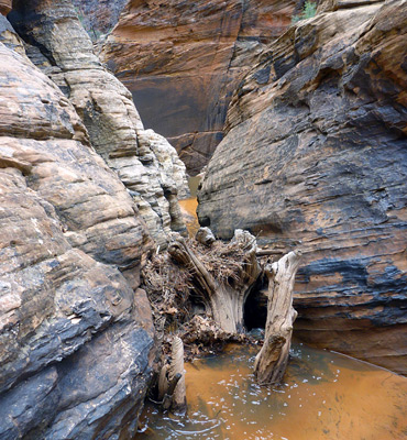 Log jam in Water Canyon