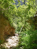 Barney Spring Canyon