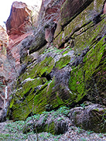 Moss-covered cliff