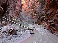 Fallen tree